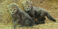 Geparden-Babies wagen sich aus ihrer Höhle
