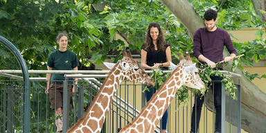 Zoo-Besucher können jetzt eigene Giraffen-Fütterung buchen