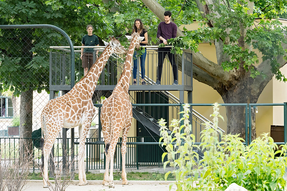 Zoo-Besucher können jetzt eigene Giraffen-Fütterung buchen