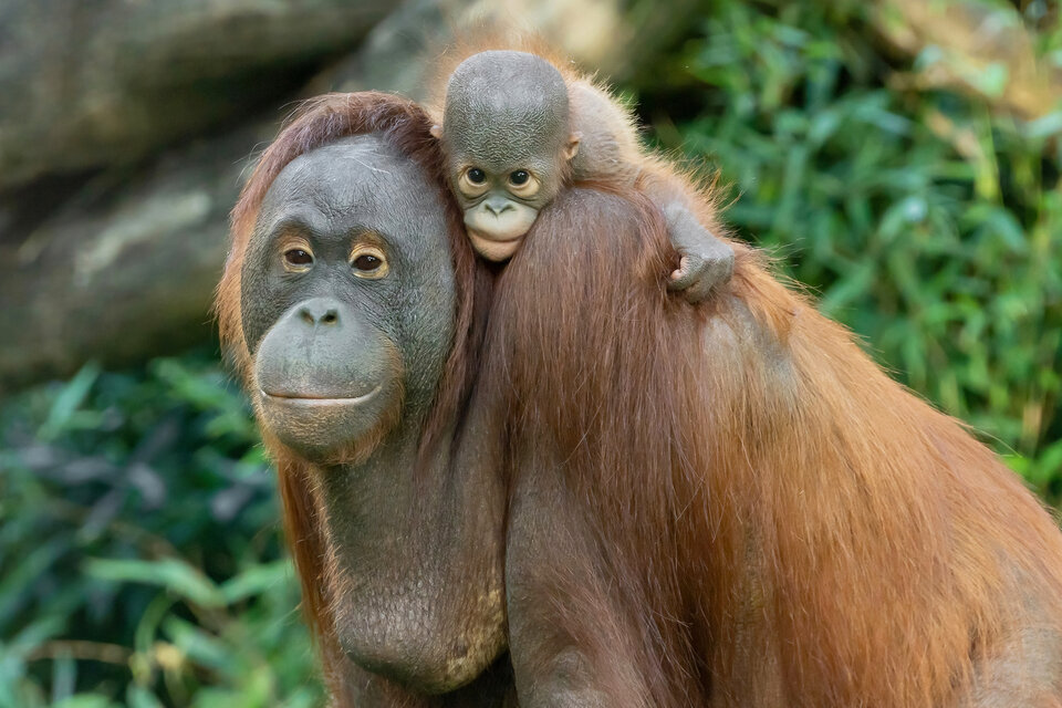 Zoo Schönbrunn feiert besondere Tierbabys