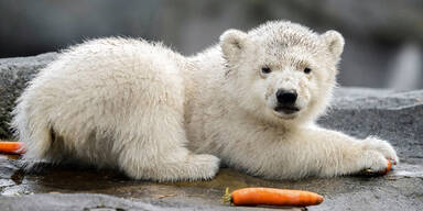 Eisbärenbaby