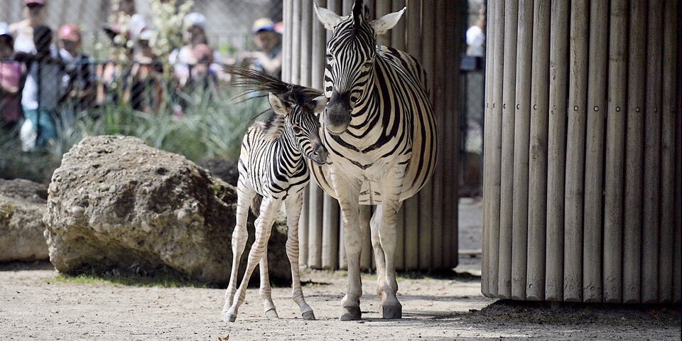 Zebra Schönbrunn