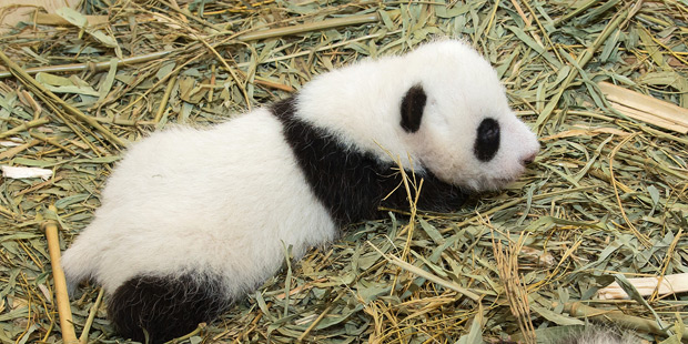 Panda-Zwillinge