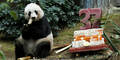 Ältester Panda der Welt eingeschläfert