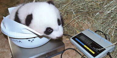 Panda-Baby: Seine erster Ausflug
