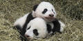 Panda-Zwillinge: Jetzt sind sie offiziell getauft