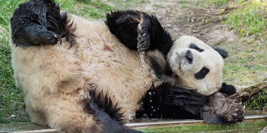 Schönbrunn: Erste Annäherung bei den Pandas