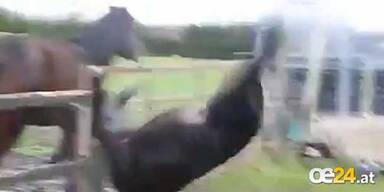 VIDEO: Pferd mit unabsichtlichem Salto