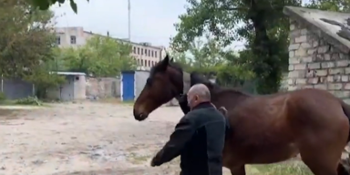 Pferde Ukraine 1.PNG