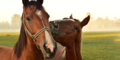 Pferde, Kuss - Unsere Tiere - Sendung 03112019 - Konsole
