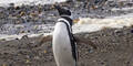 Sieben Pinguine in kanadischem Zoo ertrunken