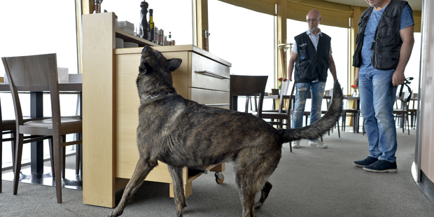Polizeihunde Drogen Übung