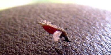 Protozoen werden durch Stechmücken übertragen