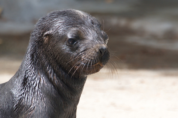 So süß! Robben-Nachwuchs im Tiergarten Schönbrunn