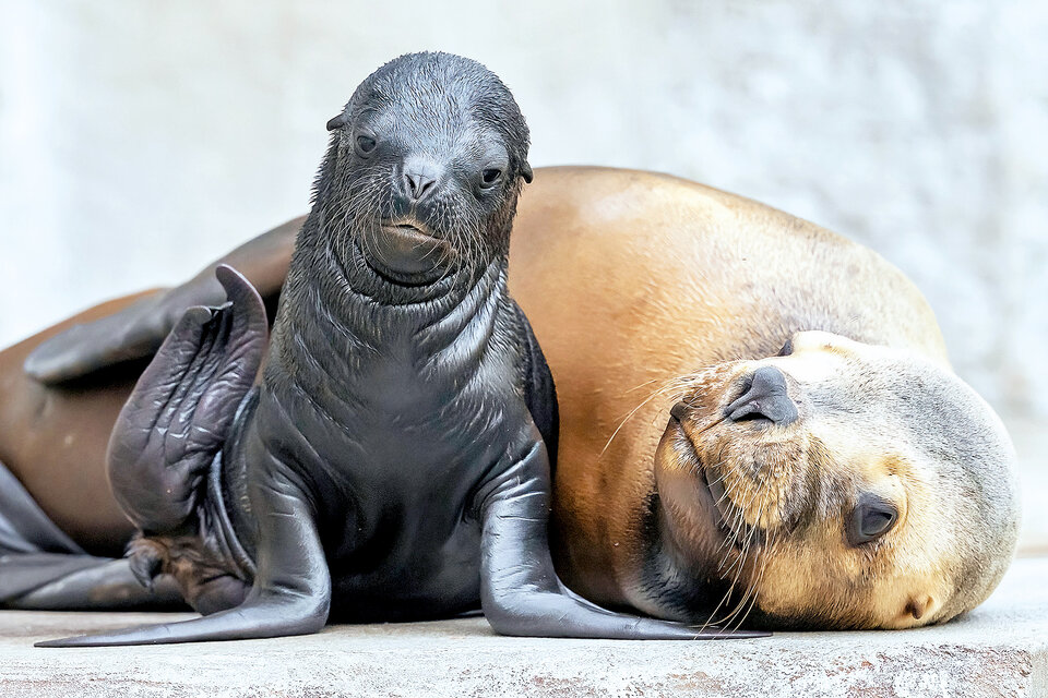 Baby-Boom in Schönbrunn