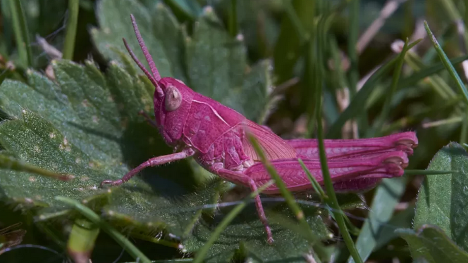 UltraSeltene rosa Heuschrecke gesichtet