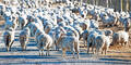 Tierquäler sperrten  Herde ein: 18 Schafe tot