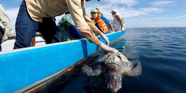 Rätsel um Hunderte tote Schildkröten im Meer