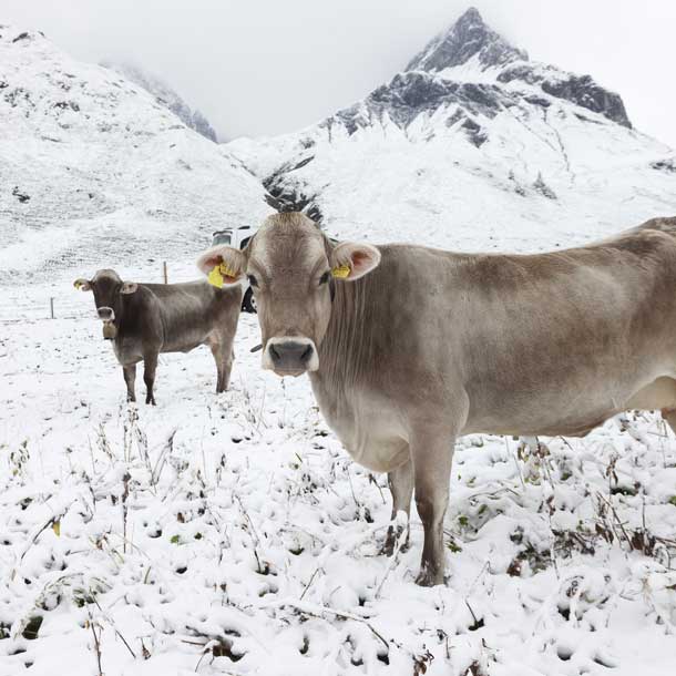 Winter-Alarm: halber Meter Schnee