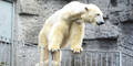 2014 kommen Eisbären nach Wien zurück