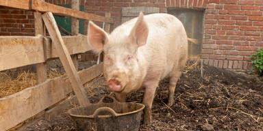 Koalitions-Streit um Schweinehaltung