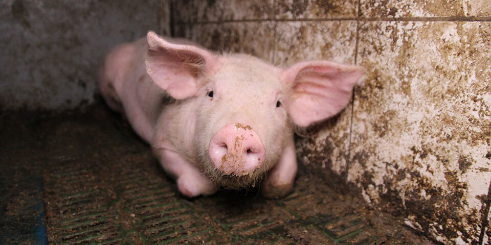 Schwein Anna