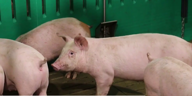 Schweine (2).png