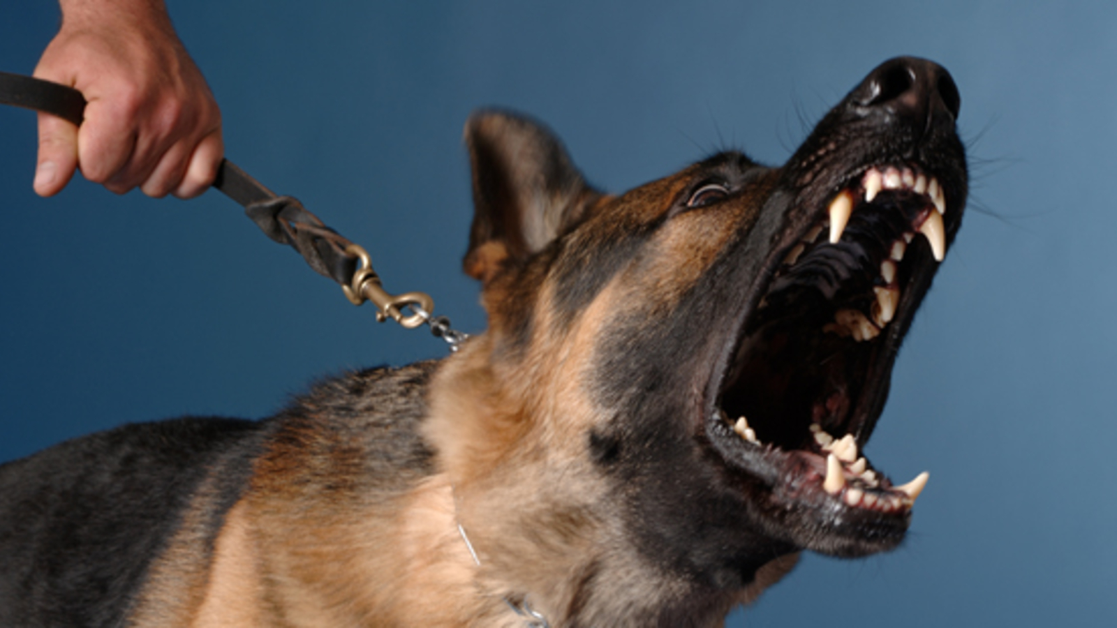 Sch ferhund Zerfleischte Tirolerin 48 Das Gesicht Oe24 at