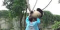 Pandas Baumrettungs-Aktion!