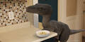 Frühstück mit einem Dinosaurier