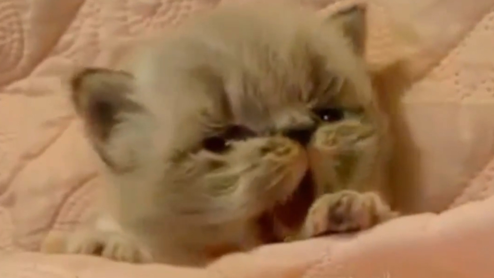 Die süßeste Katze der Welt