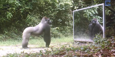 Tiere sehen zum ersten Mal ihr Spiegelbild!