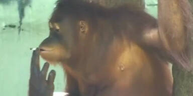 Rauchender Orang-Utan auf Insel verbannt