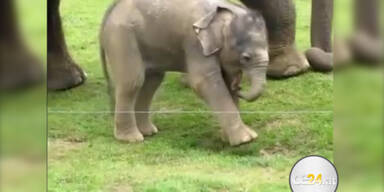 Süß: Elefantenbaby ratlos mit Rüssel