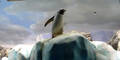 Tollpatschige Pinguine begeistern das Netz