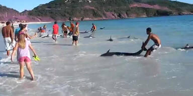 Delfine wurden vor Rio an Land gespült