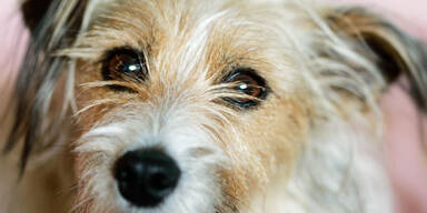 Unbekannter wirft Hund aus dem Fenster