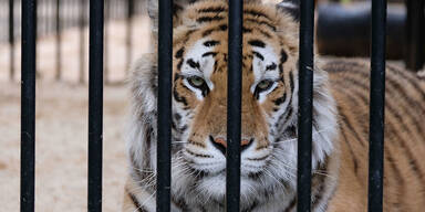 Tiger, der in Gefangenschaft lebt