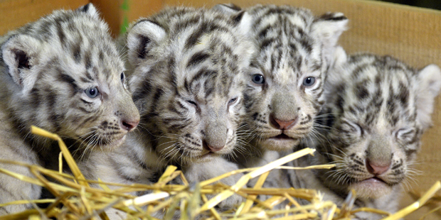 Tigerbabys Weißer Zoo