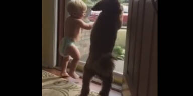 Hund baby