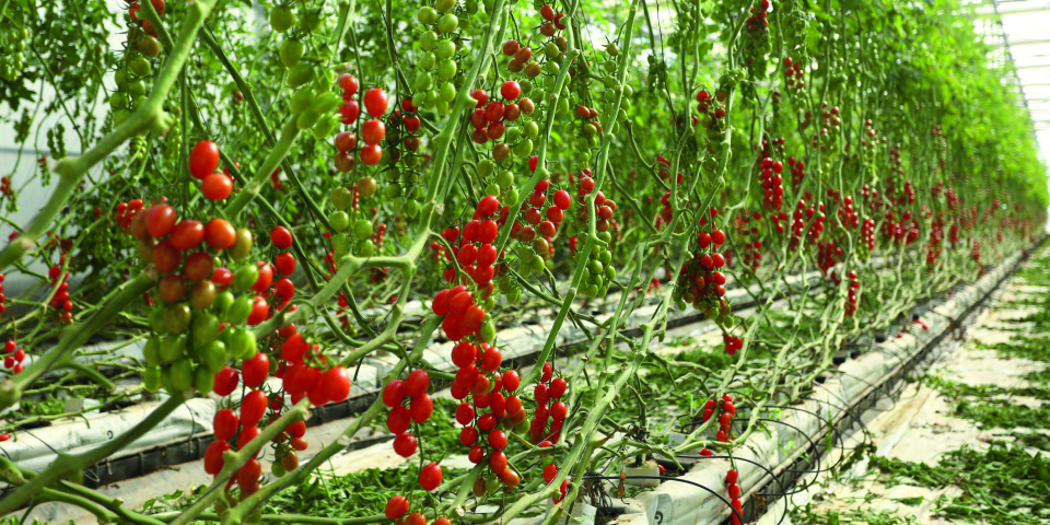 Tomaten aus dem Glashaus sind energiekostenintensiv und müssen im Winter importiert werden.