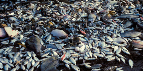 Viele Fische