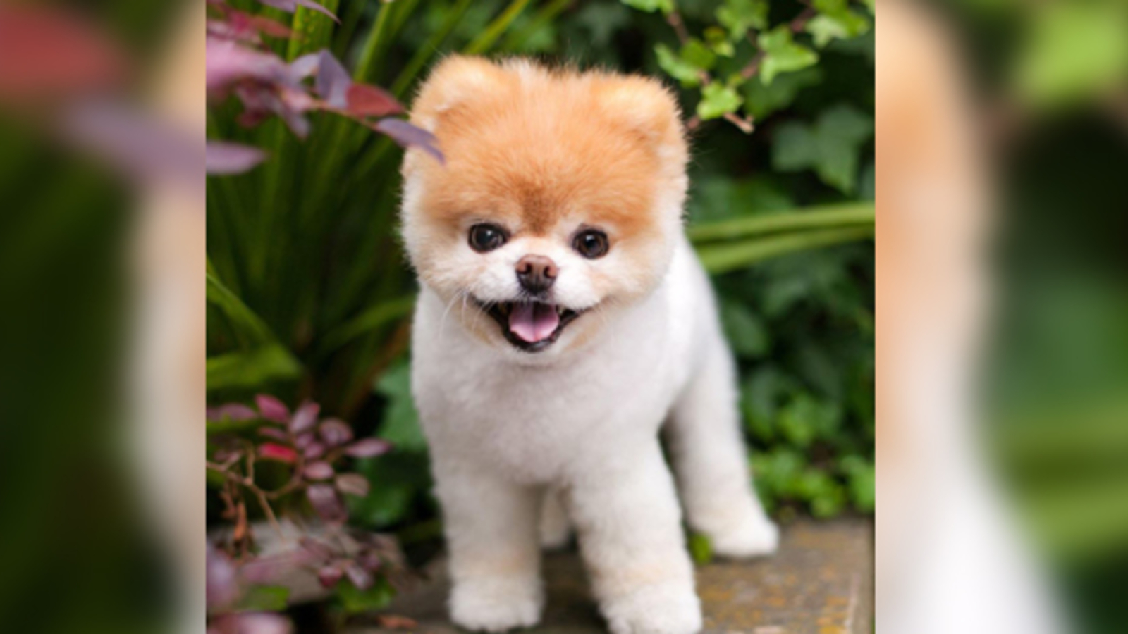 Süßester Hund der Welt 