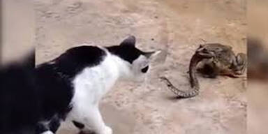 Hier attackiert eine Schlange eine Katze, während sie selbst gefressen wird