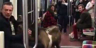 Mann mit Ziege legt U-Bahn-Linie lahm