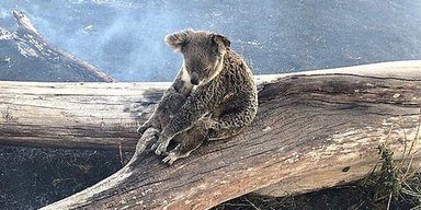 Koala Queensland