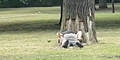 Paar mitten im Park beim Sex erwischt