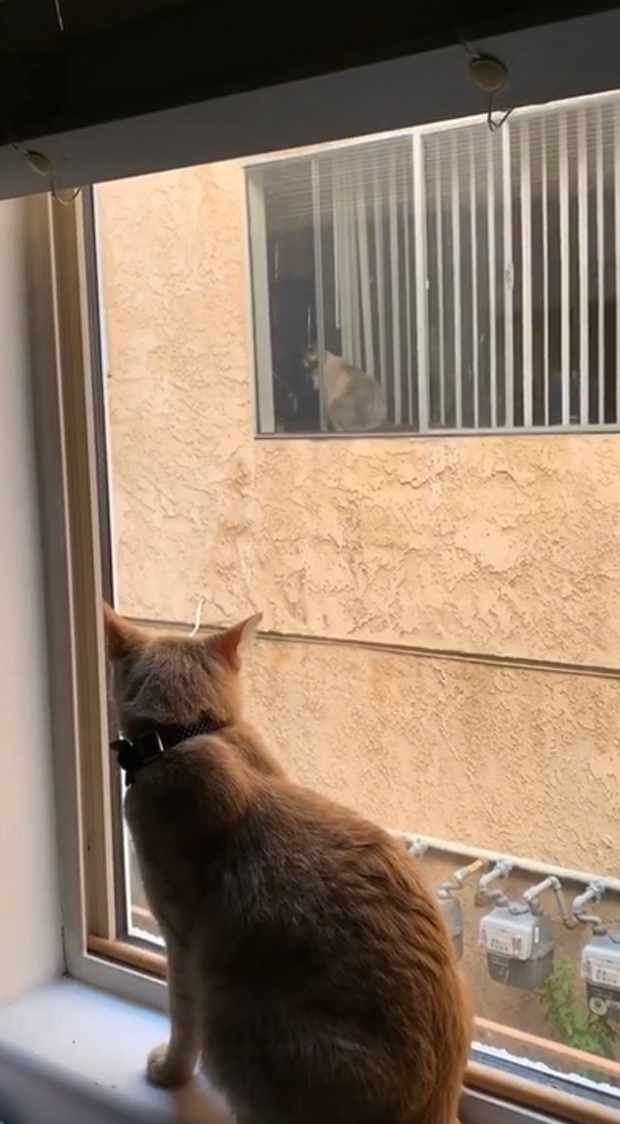 So ungewöhnlich verliebte sich dieser Kater