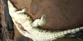 Dorfbewohner finden 8-Jährigen in Bauch von Krokodil