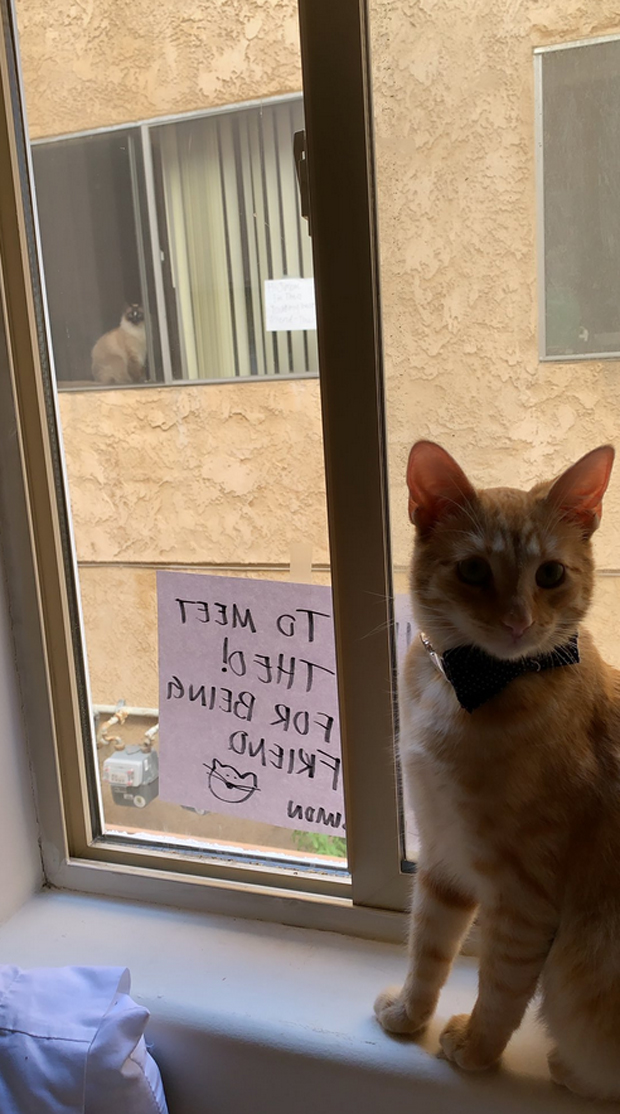 So ungewöhnlich verliebte sich dieser Kater